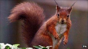 A red squirrel