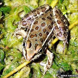 Lowland leopard frog