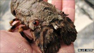 Popeye the slipper lobster