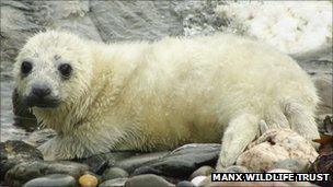 Seal pup courtesy Manx Wildlife Trust