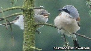 Adult red-backed shrike and young (Dartmoor Study Group)