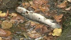 Fish in the River Kennet near Marlborough