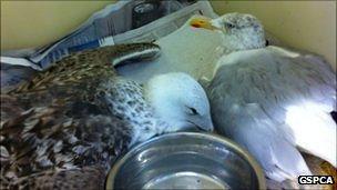 Ill seagulls at the GSPCA shelter