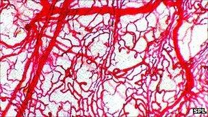 Blood vessels