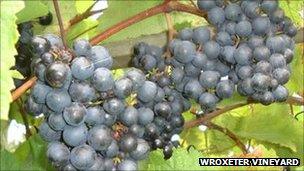 Grapes at Wroxeter Vineyard