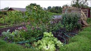 Allotment