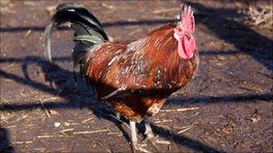 A cockerel