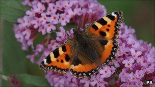 Buddleia blooming (Credit: PA)