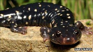 Black speckled salamander