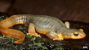 California Newt