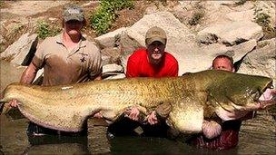 245lb catfish caught by a Somerset man in Spain