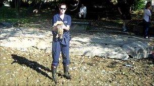 Rescue of ducks and eels from the Spring Wells in Billingborough near Sleaford which have dried up