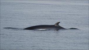 Minke whale