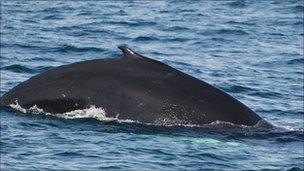 Humpback whale