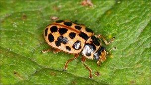 Water ladybird