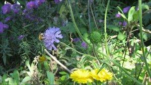 A bee on a flower