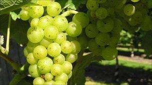 Grapes from Oak Hill Wines, Fressingfield