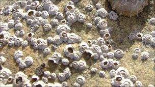 Limpets