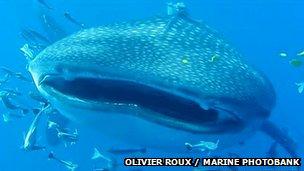 Whale shark