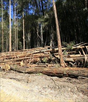 Felled trees (Image: BBC)