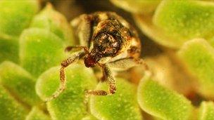 Azolla weevils. Photo: Rob Reeder, CABI