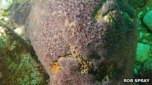 Purple sponge
