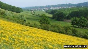 Denbies Hillside