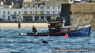 Manx Basking Shark Watch