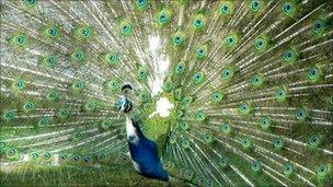 Peacock. Photo: BBC