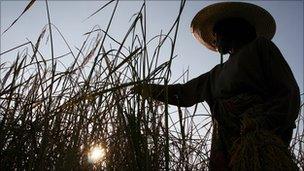 A Thai farmer works in a rice field in Yala province, southern Thailand