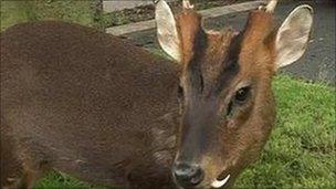 Muntjac deer