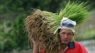 A Thai farmer carries rice for planting in Yala province