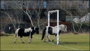 Dau geffyl rhydd yn Llanelli ym mis Chwefror 2011