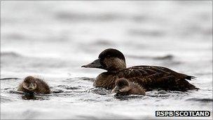 Common scoter duck and ducklings. Pic: RSPB Scotland