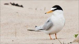 Little tern at Crimdon Dene