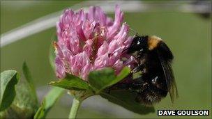 Short-haired bumblebee