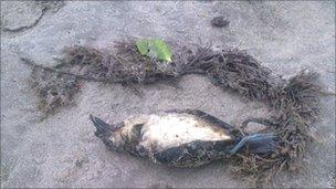 Dead bird on beach