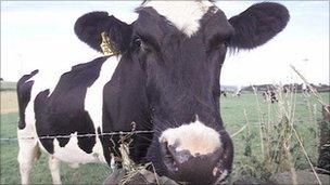 A cow