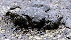 Dead shag coated in oil