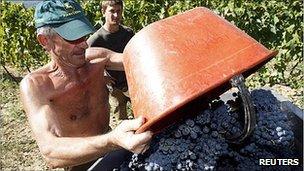 A farmer harvests grapes in Italy