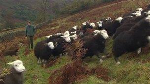 English Lake District sheep farmer Andrew Harrison and his flock