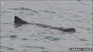 Dwarf Sperm Whale - Pic: Hannah Jones of Marine Discovery, Penzance