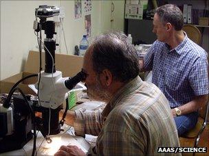 Francesco d’Errico at the microscope