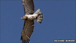 Short-toed eagle in Turkey