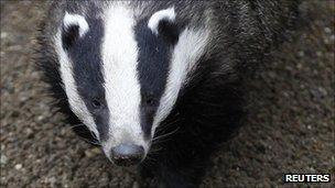 Badger