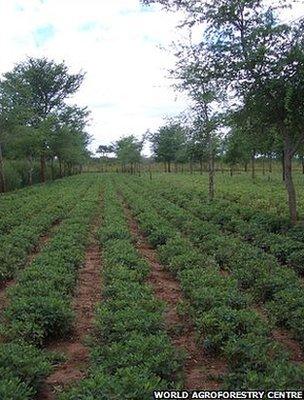 Tree and crop mixed planting (Image: World Agroforestry Centre)