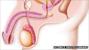 Male genito-urinary tracts