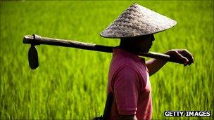 rice field worker