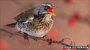 Fieldfare by John Dickenson