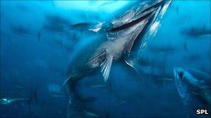 Bluefin aggregation